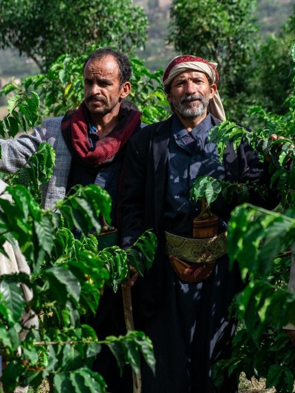 AL RUWAD XI - Yemen Alchemy Prosess Yemenia Coffee
