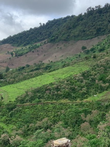 Guatemala COE 2024 No.5 El Socorro Washed Gesha