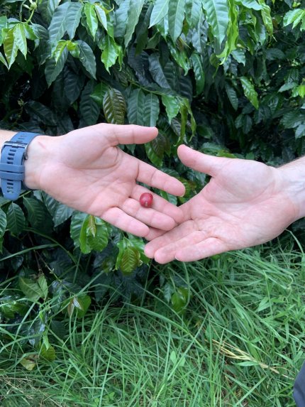 Guatemala COE 2024 No.5 El Socorro Washed Gesha