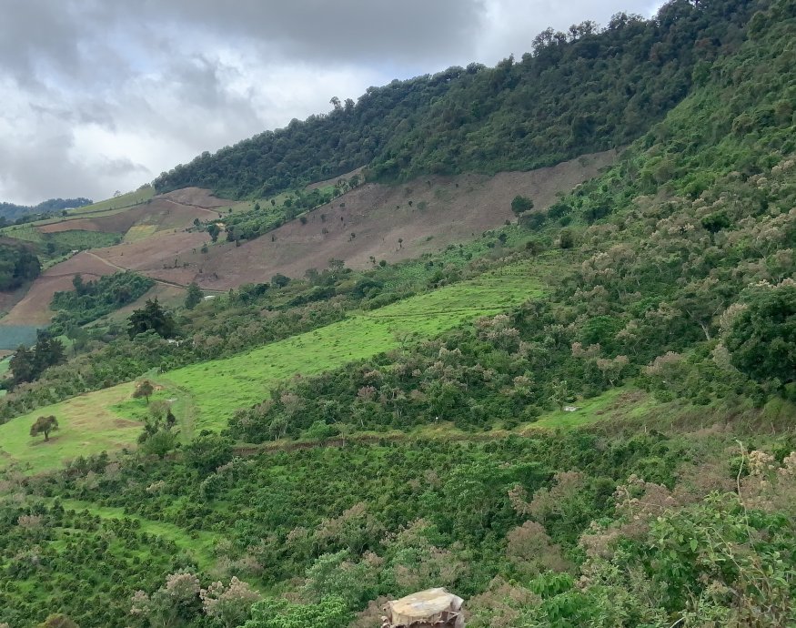 Guatemala COE 2024 No.5 El Socorro Washed Gesha