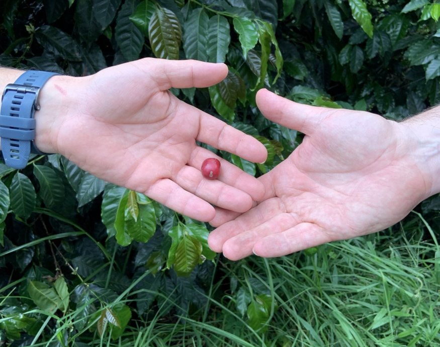 Guatemala COE 2024 No.5 El Socorro Washed Gesha