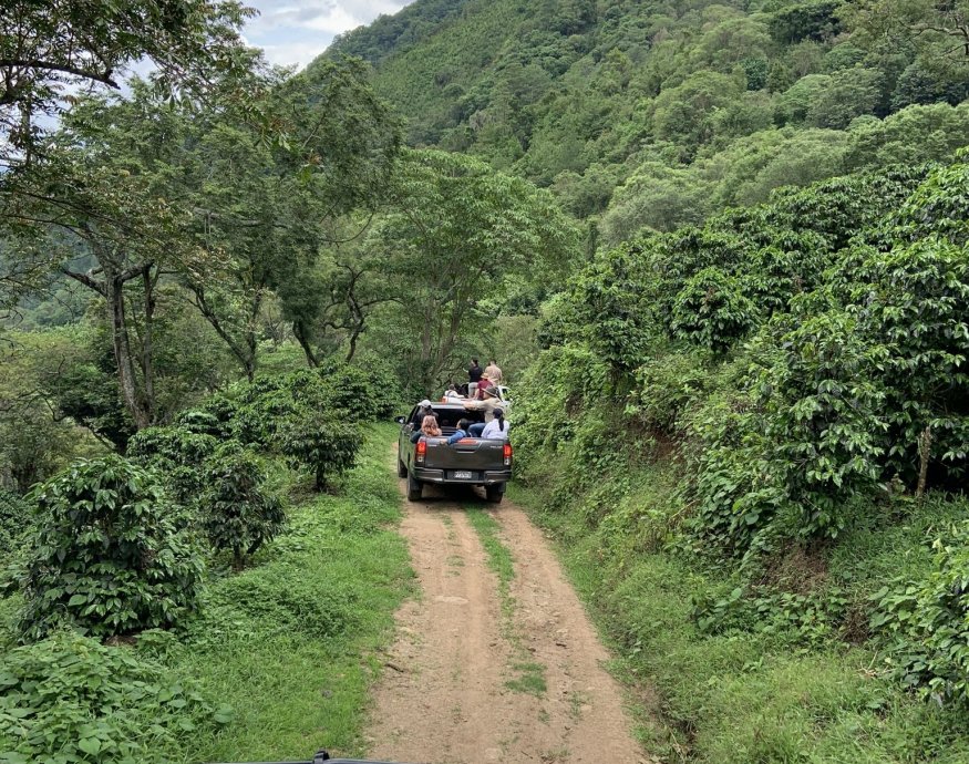 Guatemala COE 2024 No.5 El Socorro Washed Gesha